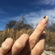 Lady bug, flying high. You can borrow this if you need it for something.